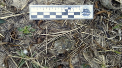 Holochilus brasiliensis