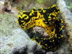 Notodoris gardineri