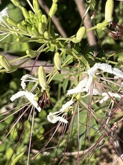 Tarenaya longicarpa