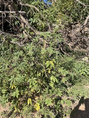 Tarenaya longicarpa