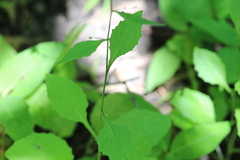 Lapsana communis communis