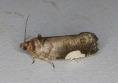 Hedya chionosema