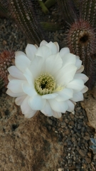 Trichocereus strigosus