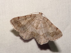 Digrammia ocellinata