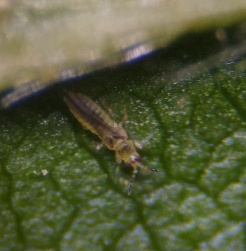 grape thrips