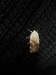 Noctua fimbriata