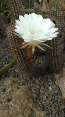 Trichocereus strigosus