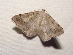 Digrammia ocellinata