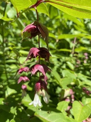 Leycesteria formosa