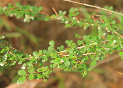 Phyllanthus microcladus
