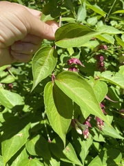 Leycesteria formosa
