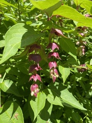 Leycesteria formosa