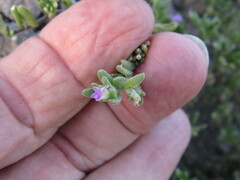 Calibrachoa parviflora