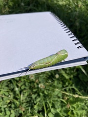 Cerura