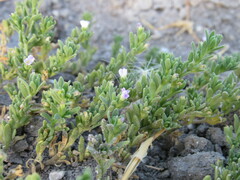 Calibrachoa parviflora