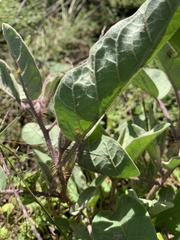 Solanum crebrispinum