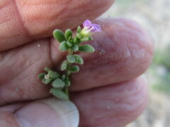 Calibrachoa parviflora