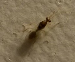 Ponerinae