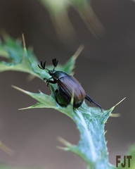 Callirhinus metallescens