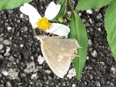 Thinopteryx crocoptera