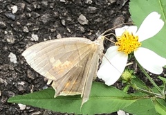 Thinopteryx crocoptera