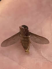 Tabanus occidentalis