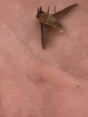 Tabanus occidentalis