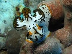 Notodoris serenae