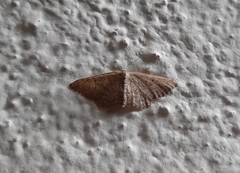 Idaea obsoletaria