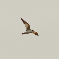 Phaetusa