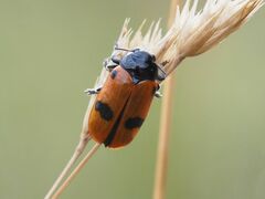 Clytra quadripunctata