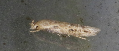 Mompha brevivittella
