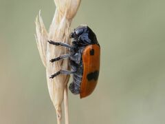 Clytra quadripunctata