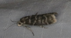 Ortholepis pasadamia