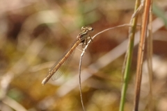 Platycnemis acutipennis