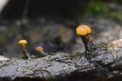 Vibrissea truncorum