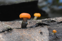 Vibrissea truncorum