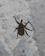 Neochetina bruchi