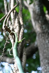 Vanilla madagascariensis