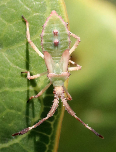 Euphorbia Bug photo 5