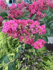 Lagerstroemia indica