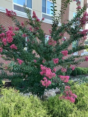 Lagerstroemia indica