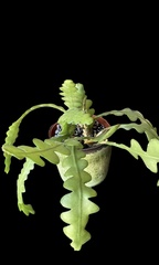Disocactus anguliger
