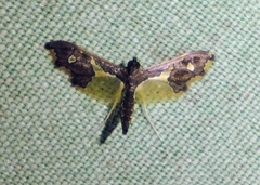 Gonocausta