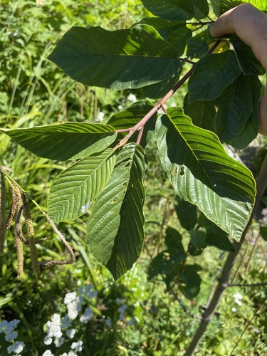 Cascara Sagrada foliage