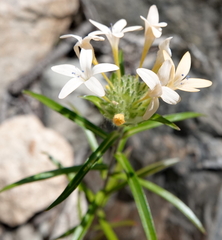 Collomia linearis