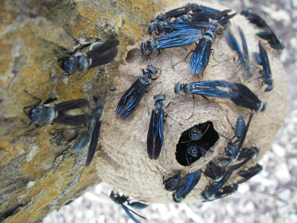 Synoeca surinama