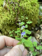 Scutellaria saxatilis