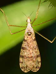 Limnophila fuscovaria