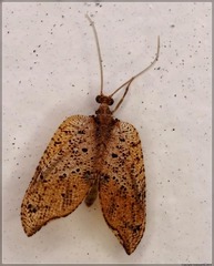 Drepanacra binocula